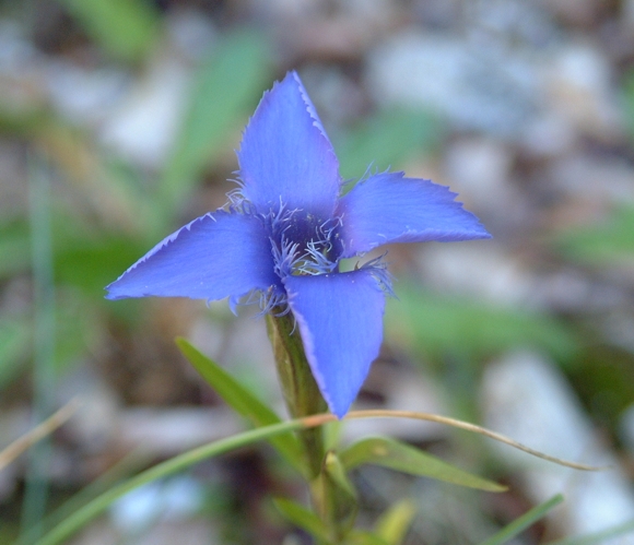 Gentianopsis ciliata / Genziana sfrangiata